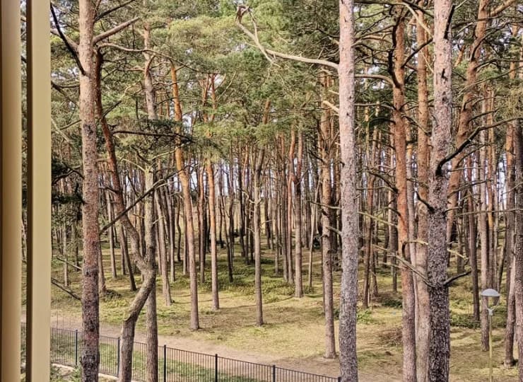 Kompleks jest otoczony wspaniałym nadmorskim lasem