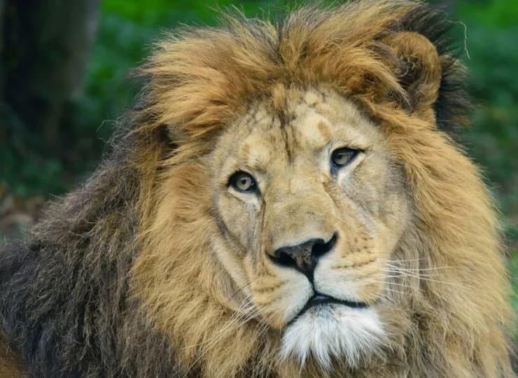 Miejscową atrakcją jest Dvur Kralove Safari & Zoo