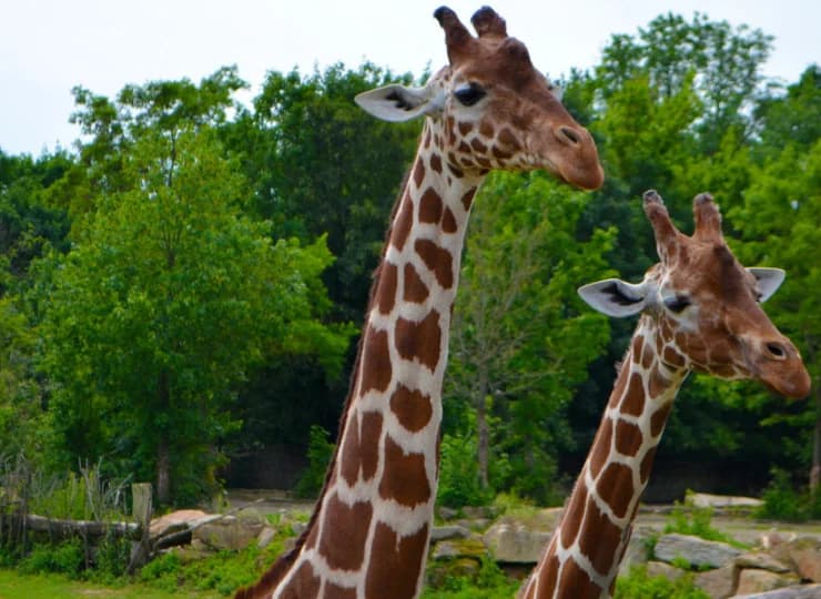 Dvur Kralove Safari & Zoo znajduje się 15 km od hotelu