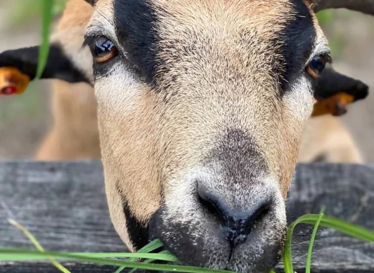 W Folwarku Łochów znajduje się też mini zoo