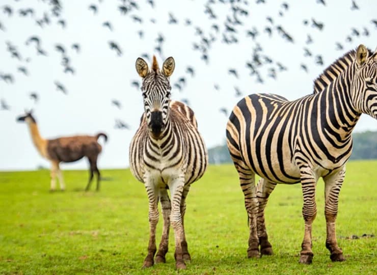 Dużą atrakcją wyspy jest park safari z egzotycznymi zwierzętami