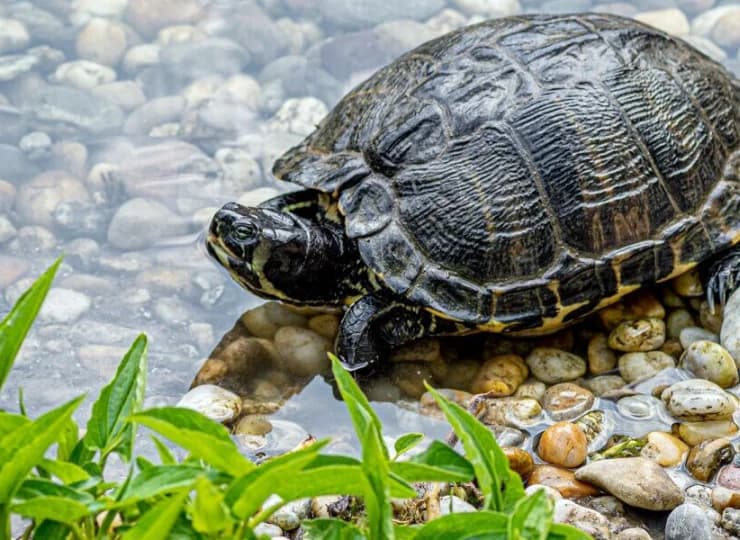 W hotelowym ogrodzie można obserwować żółwie, rybki czy ptaki
