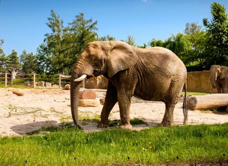 To wyjątkowe zoo z prawdziwym safari
