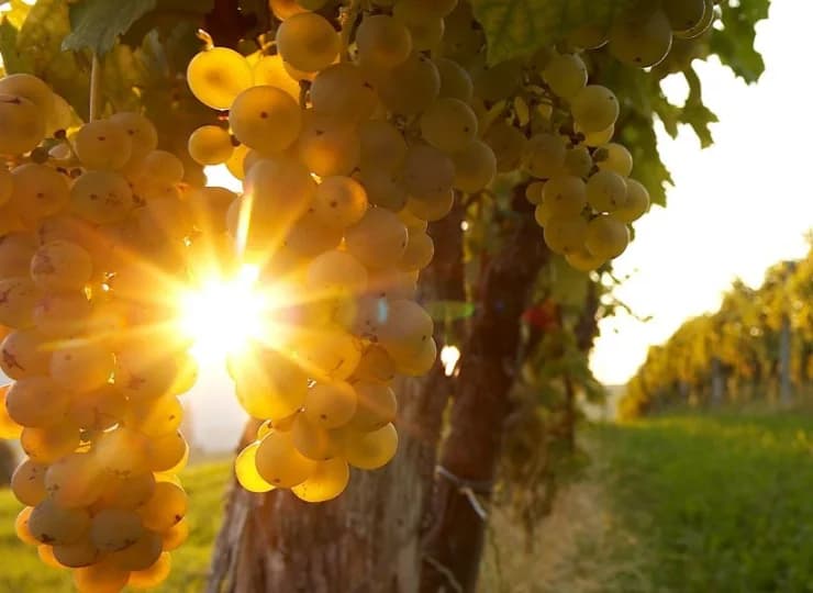 Okoliczne wzgórza to znane tereny winiarskie