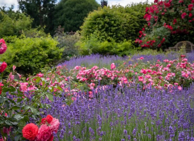 Atrakcje okolicy: Arboretum w Wojsławicach - ogród botaniczny UWr