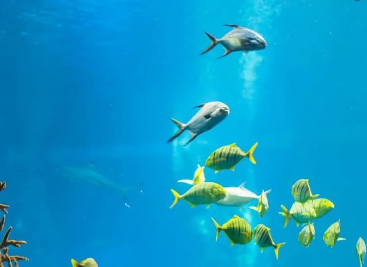 Niedaleko znajduje się Afrykarium we wrocławskim ZOO
