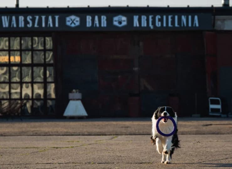 Fabryka Samolotów to noclegi w Mielnie przyjazne zwierzętom
