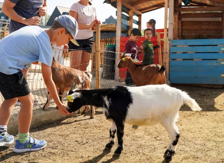 Jedną z wielu atrakcji jest minizoo