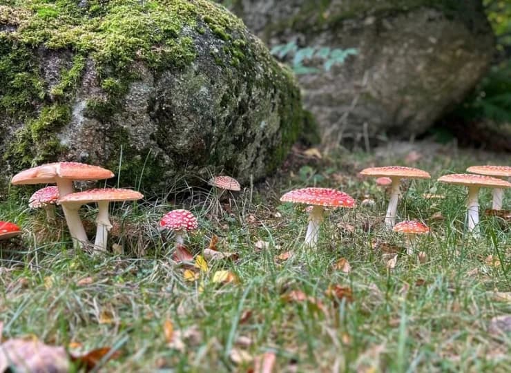 W okolicy można znaleźć grzyby - oczywiście nie tylko te trujące!