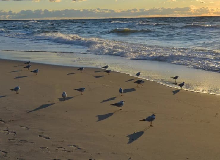 Nadbałtycka plaża jest tutaj wyjątkowo urokliwa