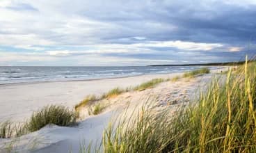 Tylko pas sosnowego lasu oddziela obiekt od szerokiej piaszczystej plaży