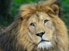 Miejscową atrakcją jest Dvur Kralove Safari & Zoo