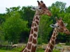 Dvur Kralove Safari & Zoo znajduje się 15 km od hotelu