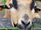 W Folwarku Łochów znajduje się też mini zoo