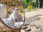 Do Herbals Glamping możesz przyjechać ze swym czworonożnym przyjacielem