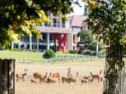 Przy odrobinie szczęścia z hotelowego ogrodu można dostrzec sarny