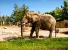 To wyjątkowe zoo z prawdziwym safari