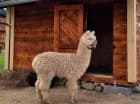 Dzieci uwielbiają tutejsze minizoo