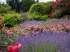 Atrakcje okolicy: Arboretum w Wojsławicach - ogród botaniczny UWr