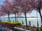 Balatonfüred to najbardziej znany kurort nad Balatonem