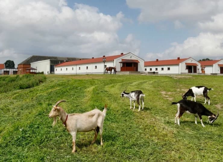 Na terenie działa mini zoo, w którym mieszkają także egzotyczne zwierzęta