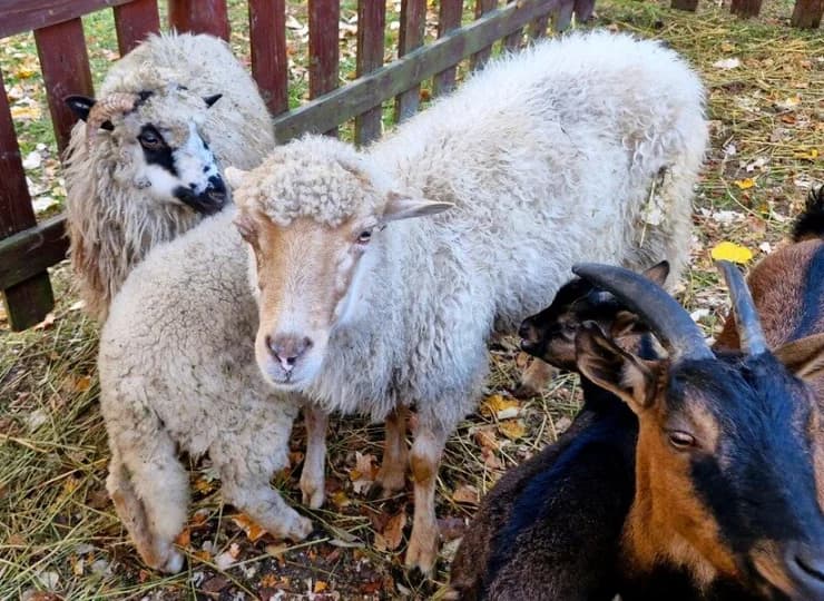 Zwierzęta w mini zoo to gratka nie tylko dla dzieci, ale też dorosłych