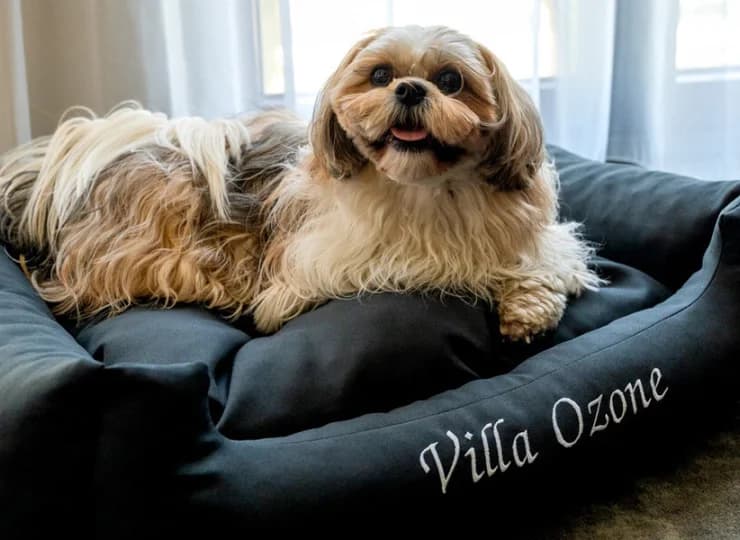 Wypoczynek z psem w Sopocie? W Villi Ozone zatrzymacie się ze swoim pupilem