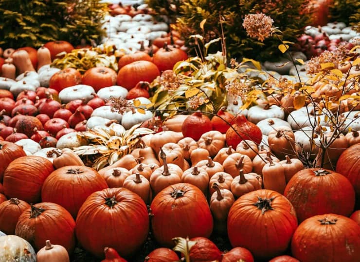 Jesienną atrakcją resortu jest farma dyniowa (czynna 19.09-30.10.2026)