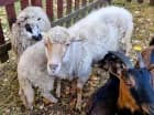 Zwierzęta w mini zoo to gratka nie tylko dla dzieci, ale też dorosłych