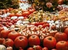 Jesienną atrakcją resortu jest farma dyniowa (czynna 19.09-30.10.2026)