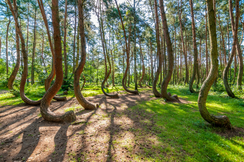 Krzywy Las jako cud przyrody w Polsce